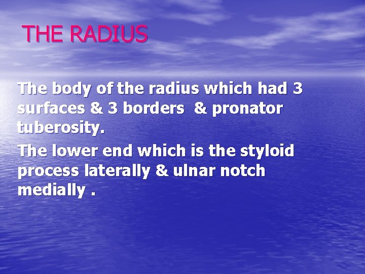 THE RADIUS The body of the radius which had 3 surfaces & 3 borders