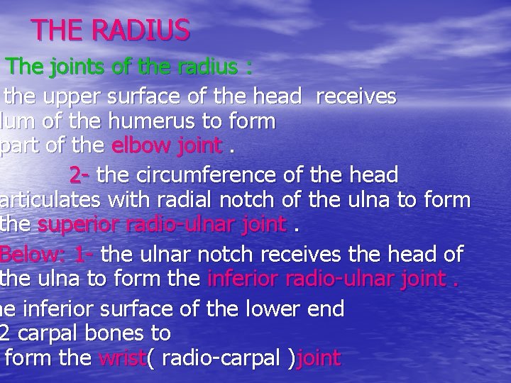 THE RADIUS The joints of the radius : the upper surface of the head