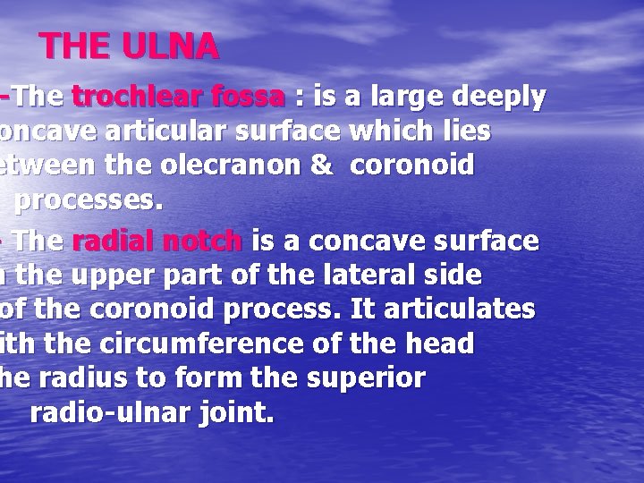 THE ULNA -The trochlear fossa : is a large deeply oncave articular surface which