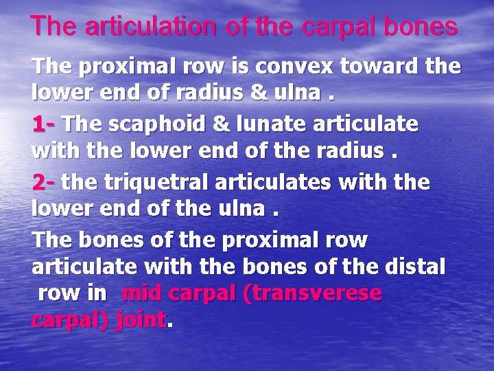 The articulation of the carpal bones The proximal row is convex toward the lower