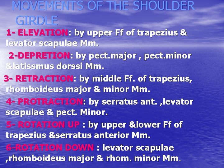 MOVEMENTS OF THE SHOULDER GIRDLE 1 - ELEVATION: by upper Ff of trapezius &