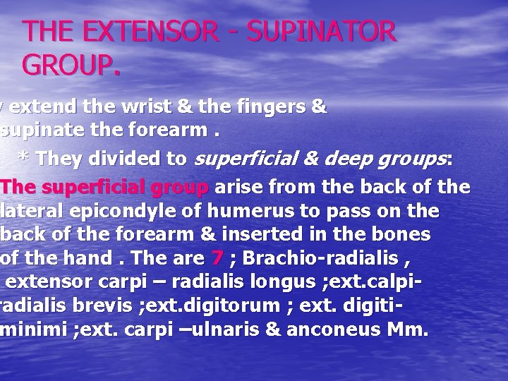 THE EXTENSOR - SUPINATOR GROUP. y extend the wrist & the fingers & supinate