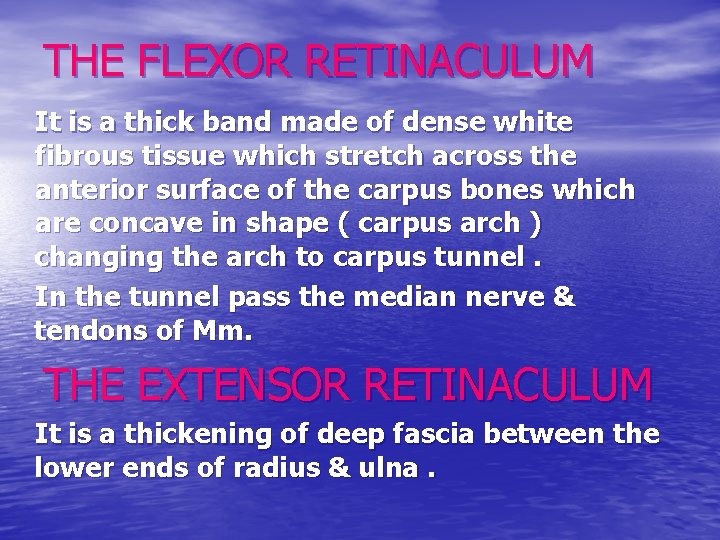THE FLEXOR RETINACULUM It is a thick band made of dense white fibrous tissue
