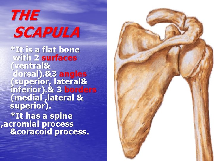 THE SCAPULA *It is a flat bone with 2 surfaces (ventral& dorsal). &3 angles