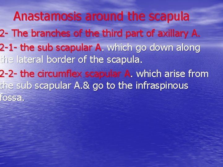 Anastamosis around the scapula 2 - The branches of the third part of axillary