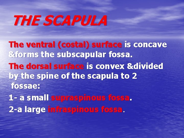 THE SCAPULA The ventral (costal) surface is concave &forms the subscapular fossa. The dorsal