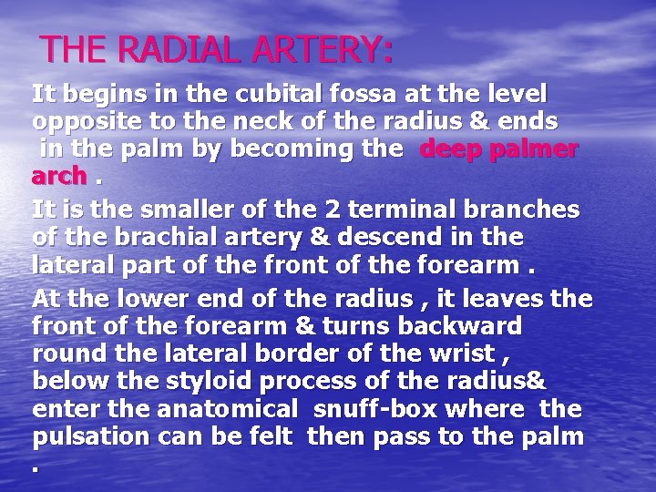 THE RADIAL ARTERY: It begins in the cubital fossa at the level opposite to