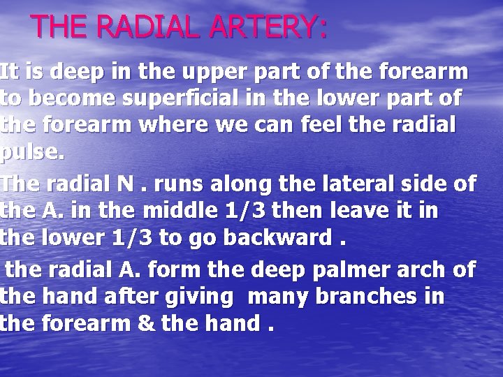 THE RADIAL ARTERY: It is deep in the upper part of the forearm to