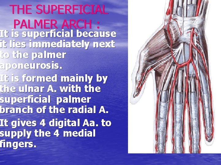 THE SUPERFICIAL PALMER ARCH : It is superficial because it lies immediately next to