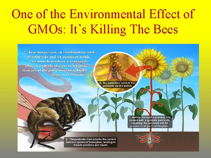 One of the Environmental Effect of GMOs: It’s Killing The Bees 