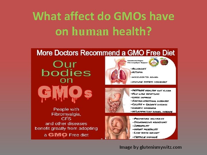 What affect do GMOs have on human health? Image by glutenismywitz. com 