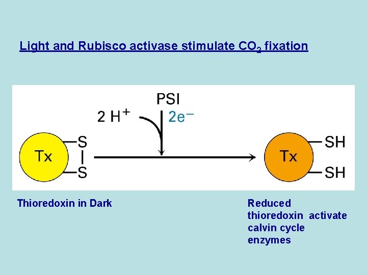 Light and Rubisco activase stimulate CO 2 fixation Thioredoxin in Dark Reduced thioredoxin activate