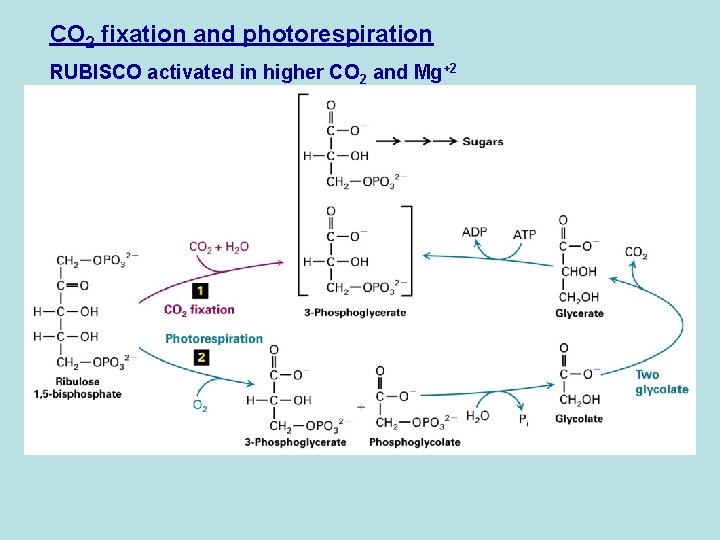 CO 2 fixation and photorespiration RUBISCO activated in higher CO 2 and Mg+2 