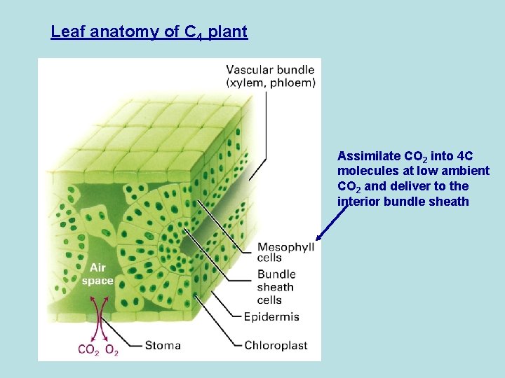 Leaf anatomy of C 4 plant Assimilate CO 2 into 4 C molecules at