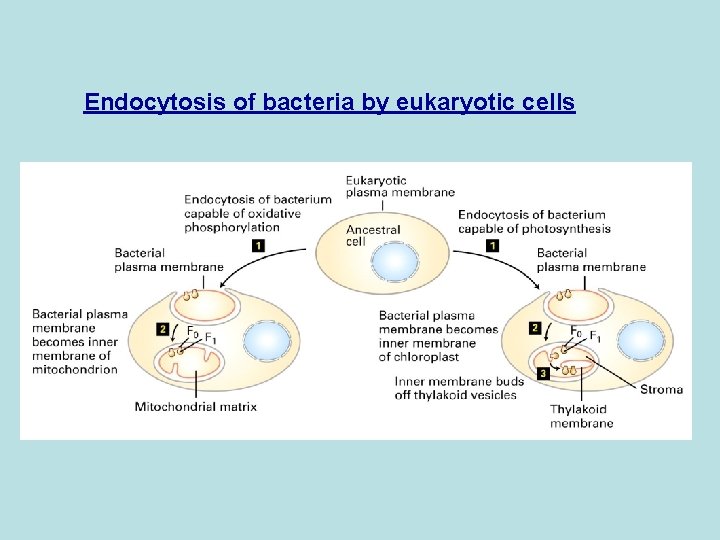 Endocytosis of bacteria by eukaryotic cells 