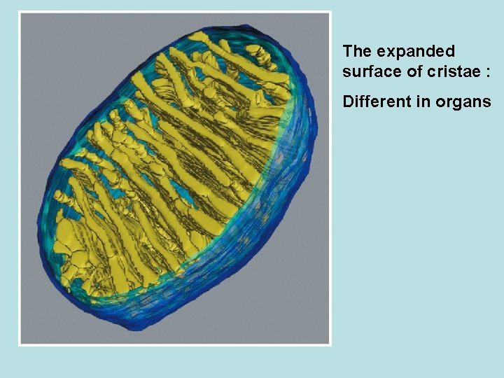 The expanded surface of cristae : Different in organs 