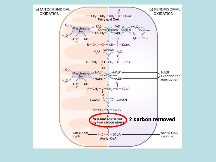 2 carbon removed 