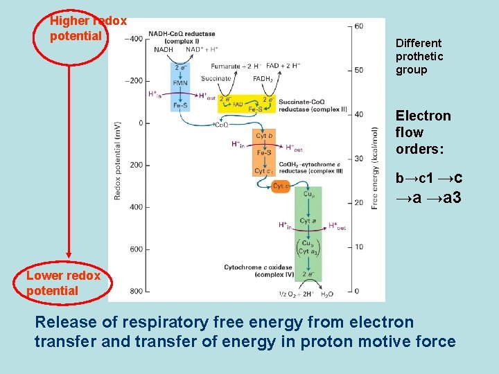 Higher redox potential Different prothetic group Electron flow orders: b→c 1 →c →a →a