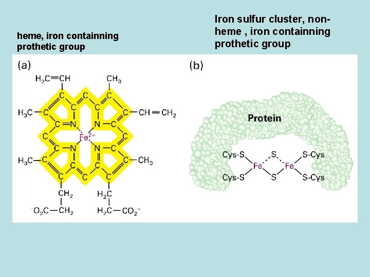 heme, iron containning prothetic group Iron sulfur cluster, nonheme , iron containning prothetic group