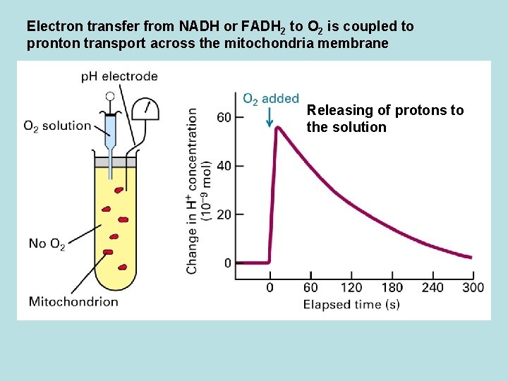 Electron transfer from NADH or FADH 2 to O 2 is coupled to pronton