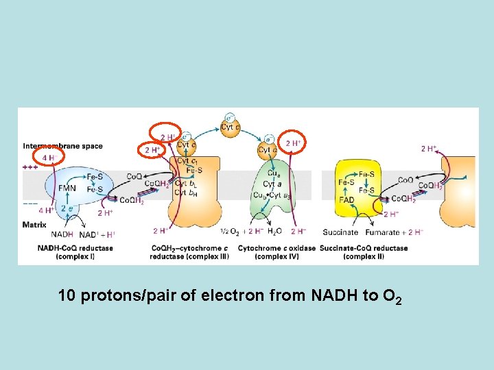 10 protons/pair of electron from NADH to O 2 