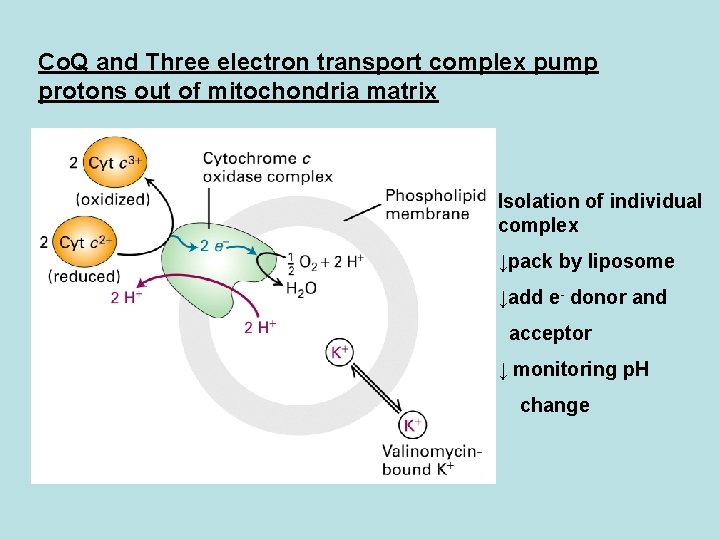 Co. Q and Three electron transport complex pump protons out of mitochondria matrix Isolation