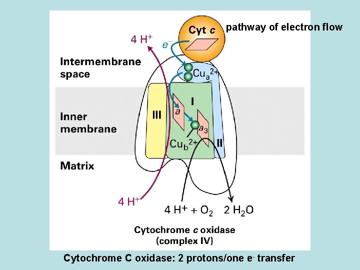 pathway of electron flow Cytochrome C oxidase: 2 protons/one e- transfer 