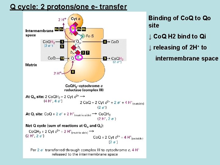 Q cycle: 2 protons/one e- transfer Binding of Co. Q to Qo site ↓