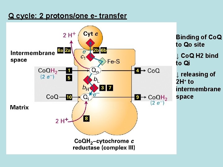 Q cycle: 2 protons/one e- transfer Binding of Co. Q to Qo site ↓