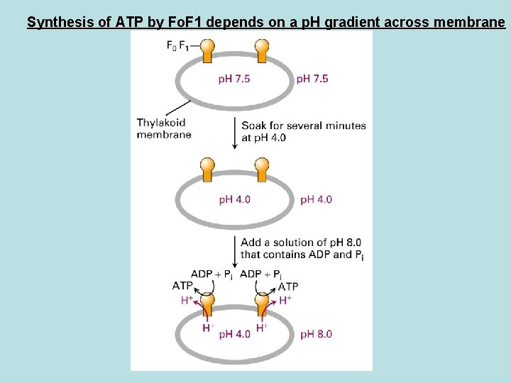 Synthesis of ATP by Fo. F 1 depends on a p. H gradient across