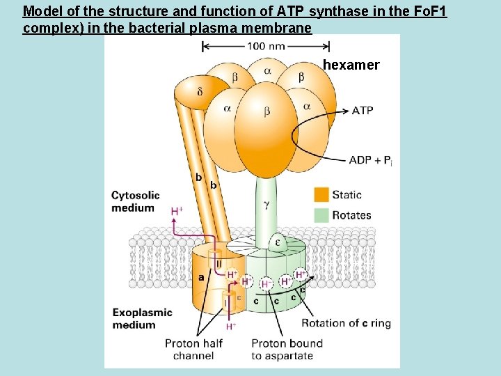 Model of the structure and function of ATP synthase in the Fo. F 1