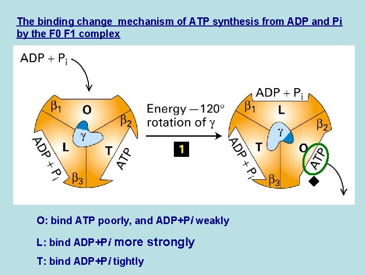 The binding change mechanism of ATP synthesis from ADP and Pi by the F