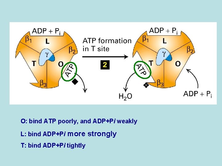 O: bind ATP poorly, and ADP+Pi weakly L: bind ADP+Pi more strongly T:
