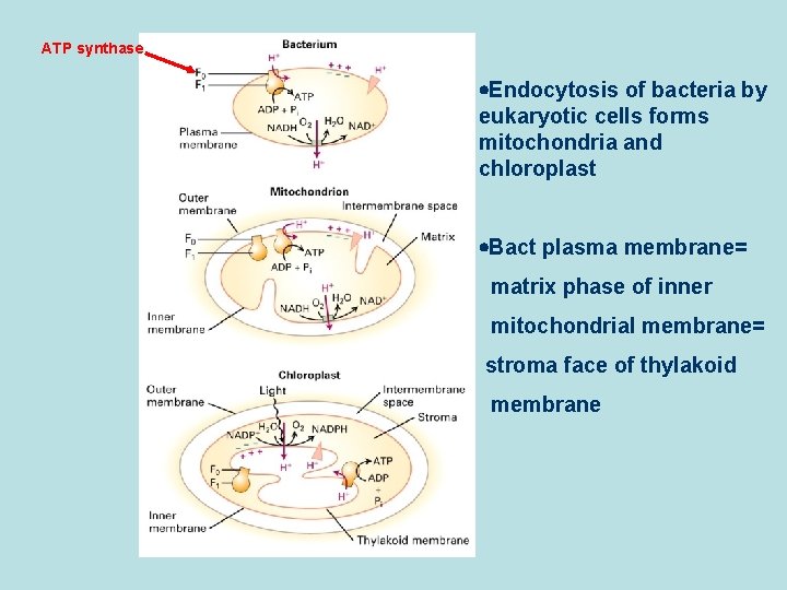 ATP synthase Endocytosis of bacteria by eukaryotic cells forms mitochondria and chloroplast Bact plasma