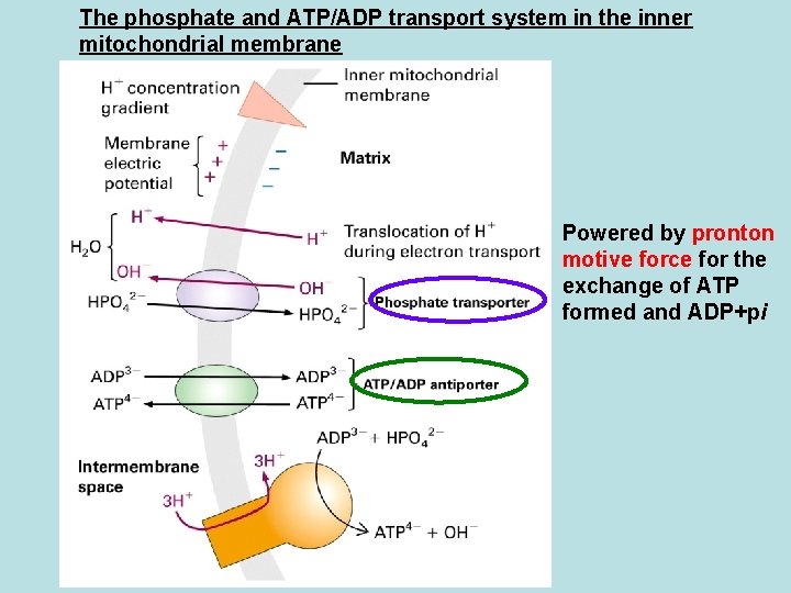 The phosphate and ATP/ADP transport system in the inner mitochondrial membrane Powered by pronton