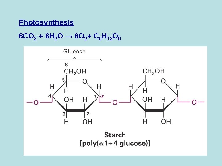 Photosynthesis 6 CO 2 + 6 H 2 O → 6 O 2+ C