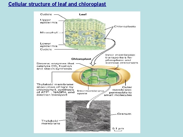 Cellular structure of leaf and chloroplast 