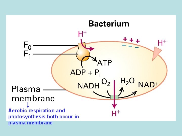 Aerobic respiration and photosynthesis both occur in plasma membrane 