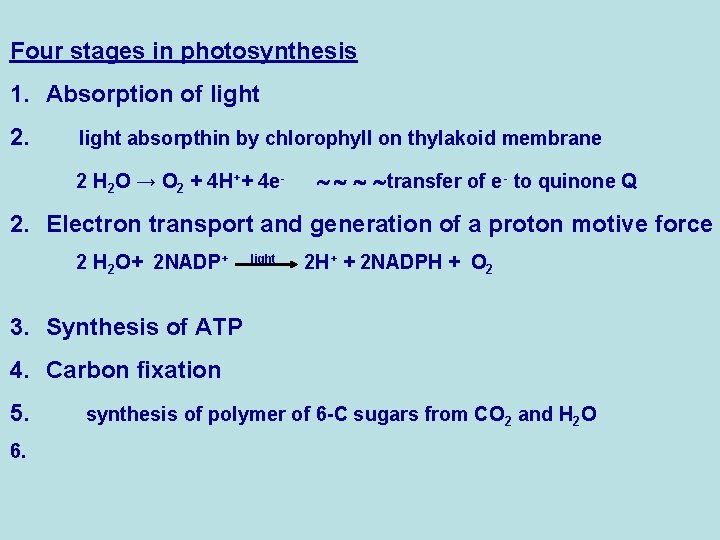 Four stages in photosynthesis 1. Absorption of light 2. light absorpthin by chlorophyll on