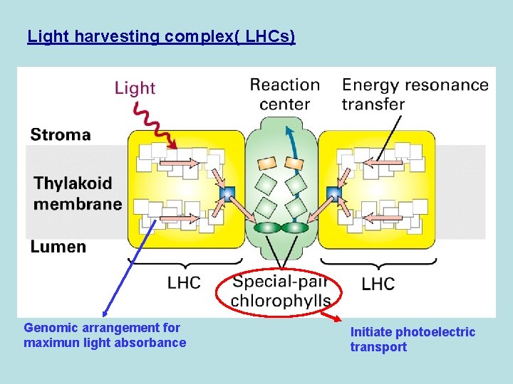 Light harvesting complex( LHCs) Genomic arrangement for maximun light absorbance Initiate photoelectric transport 