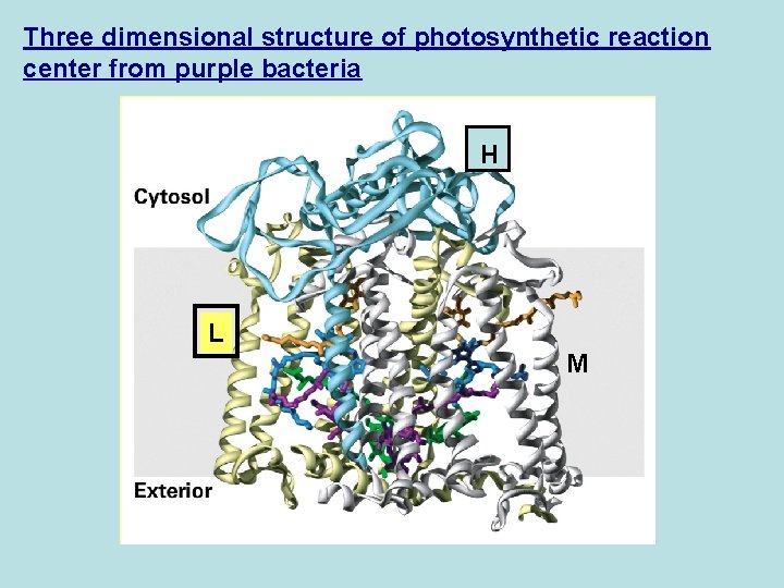 Three dimensional structure of photosynthetic reaction center from purple bacteria H L M 