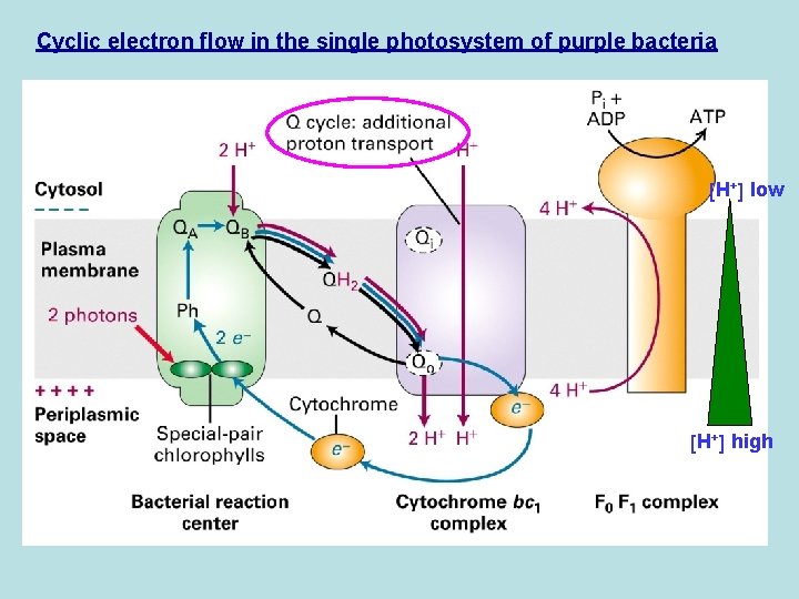 Cyclic electron flow in the single photosystem of purple bacteria H+ low H+ high