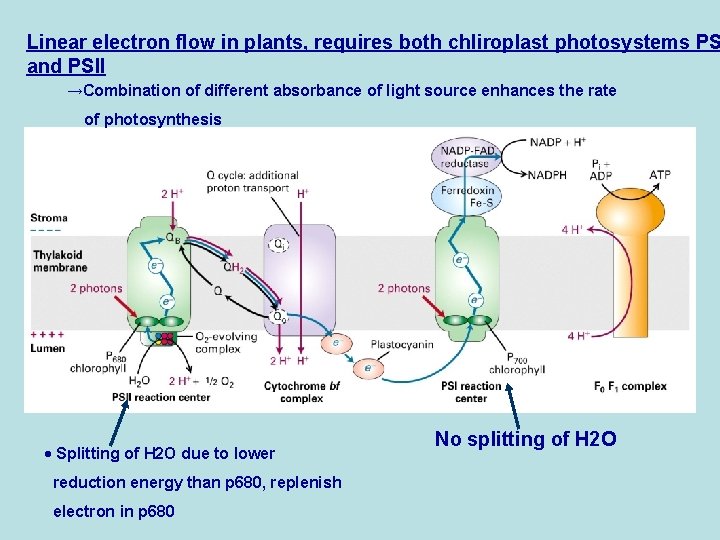 Linear electron flow in plants, requires both chliroplast photosystems PS and PSII →Combination of