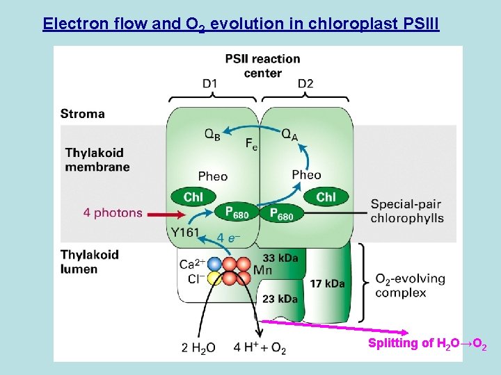 Electron flow and O 2 evolution in chloroplast PSIII Splitting of H 2 O→O