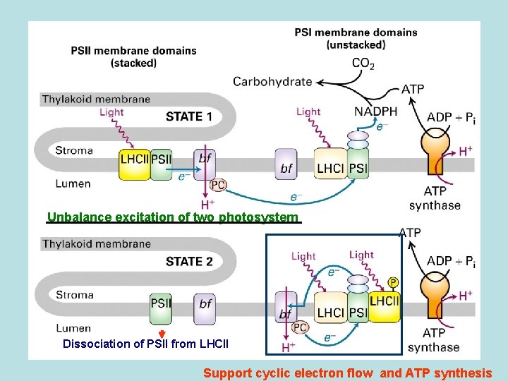 Unbalance excitation of two photosystem Dissociation of PSII from LHCII Support cyclic electron flow