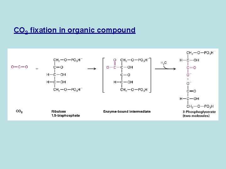 CO 2 fixation in organic compound 