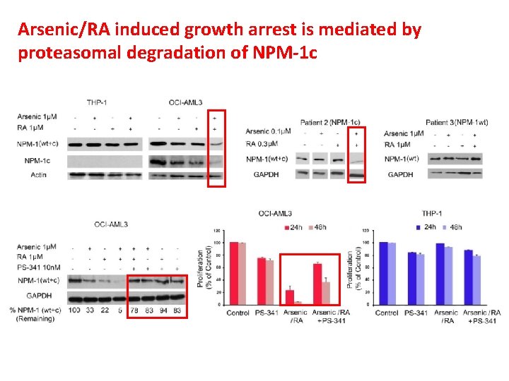 Arsenic/RA induced growth arrest is mediated by proteasomal degradation of NPM-1 c 