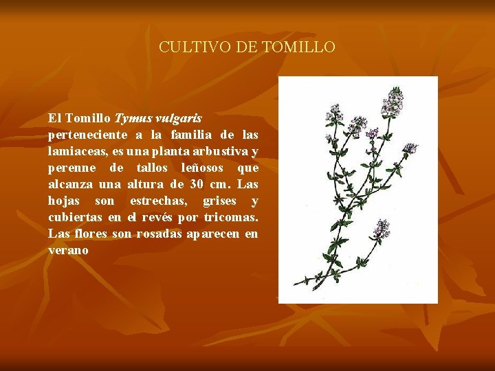 CULTIVO DE TOMILLO El Tomillo Tymus vulgaris perteneciente a la familia de las lamiaceas,