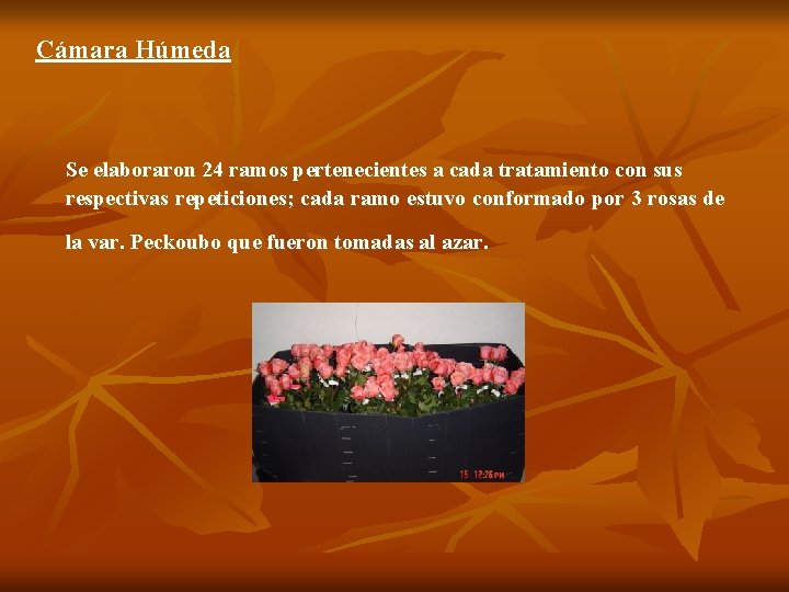 Cámara Húmeda Se elaboraron 24 ramos pertenecientes a cada tratamiento con sus respectivas repeticiones;