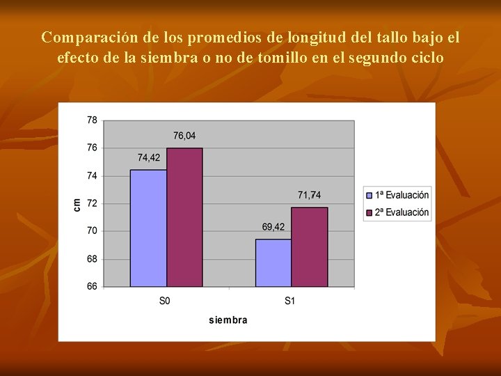 Comparación de los promedios de longitud del tallo bajo el efecto de la siembra